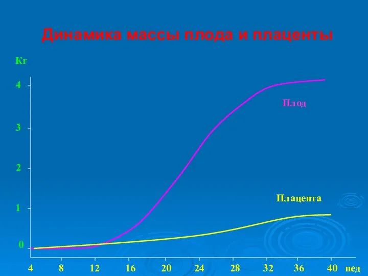 Динамика массы плода и плаценты Плод Плацента 4 8 12 16 20