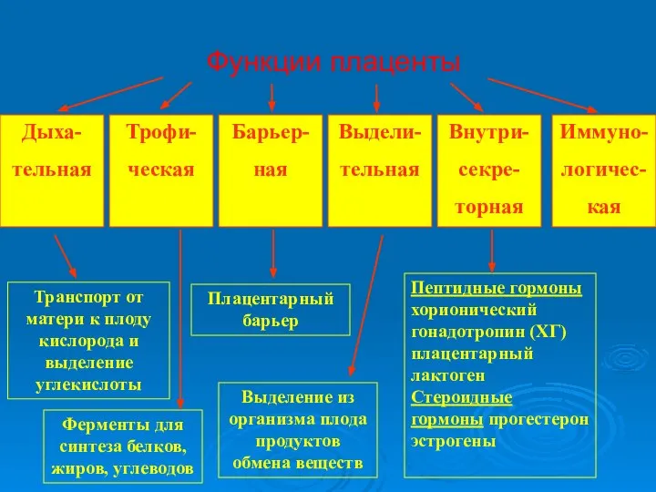 Функции плаценты Транспорт от матери к плоду кислорода и выделение углекислоты Плацентарный