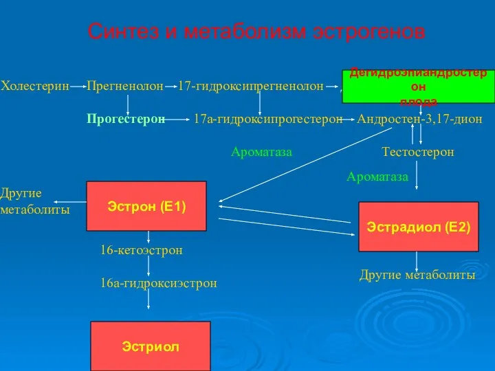 Синтез и метаболизм эстрогенов Холестерин Прегненолон 17-гидроксипрегненолон Дегидроэпиандростерон Прогестерон 17а-гидроксипрогестерон Андростен-3,17-дион Ароматаза