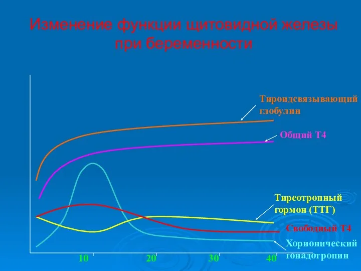 Изменение функции щитовидной железы при беременности 10 20 30 40 Тироидсвязывающий глобулин