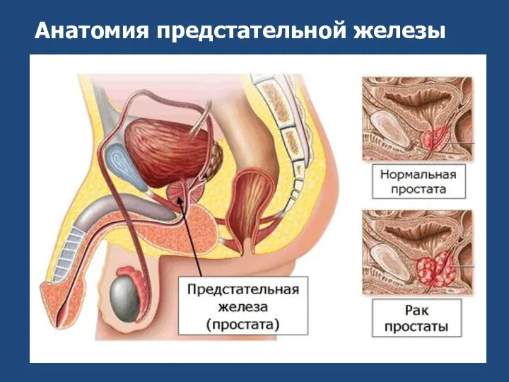 Анатомия предстательной железы