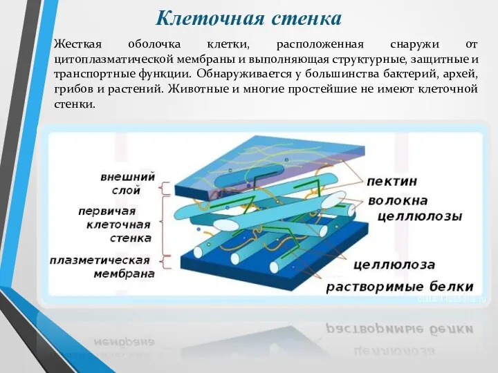 Жесткая оболочка клетки, расположенная снаружи от цитоплазматической мембраны и выполняющая структурные, защитные