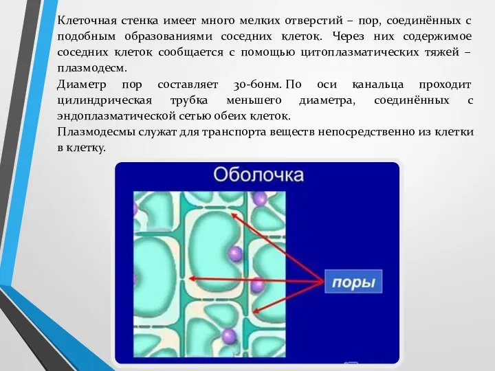 Клеточная стенка имеет много мелких отверстий – пор, соединённых с подобным образованиями