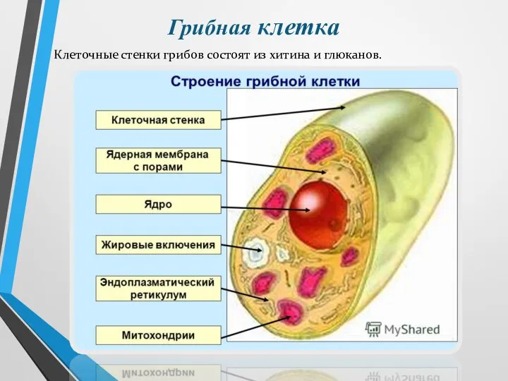 Грибная клетка Клеточные стенки грибов состоят из хитина и глюканов.