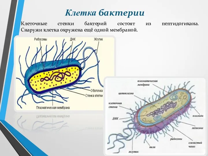 Клеточные стенки бактерий состоят из пептидогикана. Снаружи клетка окружена ещё одной мембраной. Клетка бактерии