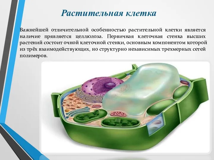 Растительная клетка Важнейшей отличительной особенностью растительной клетки является наличие прявляется целлюлоза. Первичная