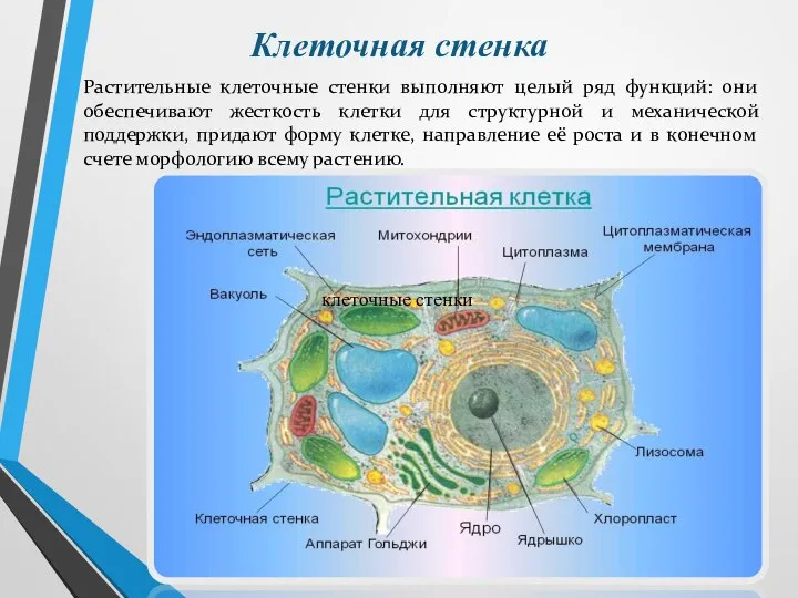 Клеточная стенка Растительные клеточные стенки выполняют целый ряд функций: они обеспечивают жесткость