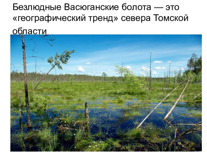Безлюдные Васюганские болота — это «географический тренд» севера Томской области