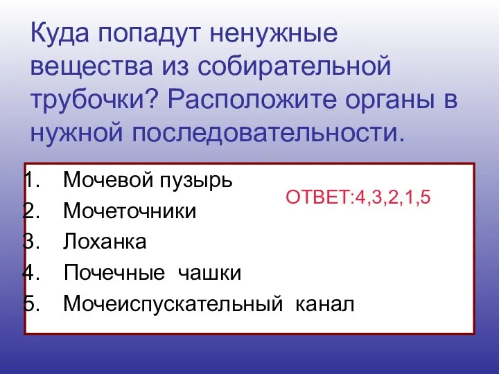 Куда попадут ненужные вещества из собирательной трубочки? Расположите органы в нужной последовательности.