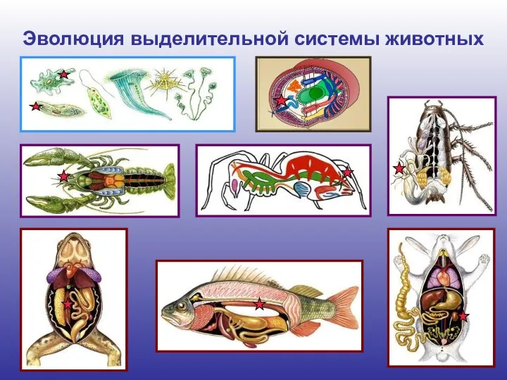 Эволюция выделительной системы животных