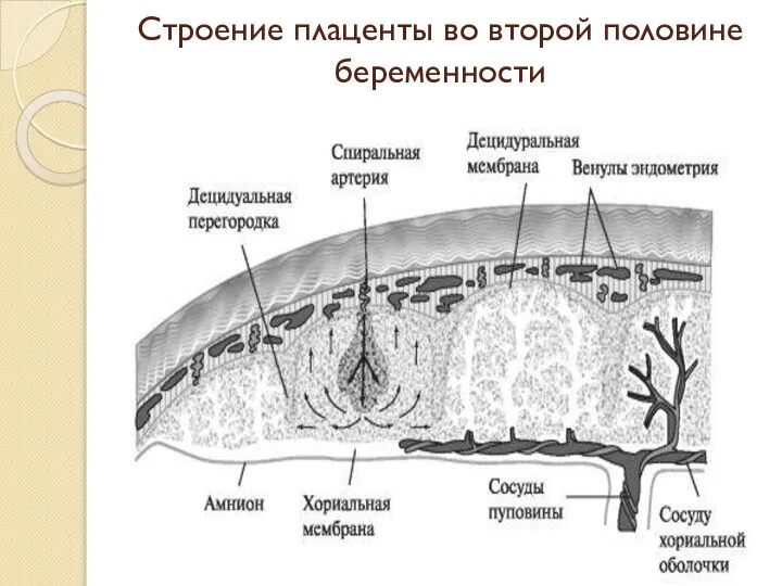 Строение плаценты во второй половине беременности