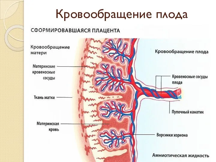 Кровообращение плода