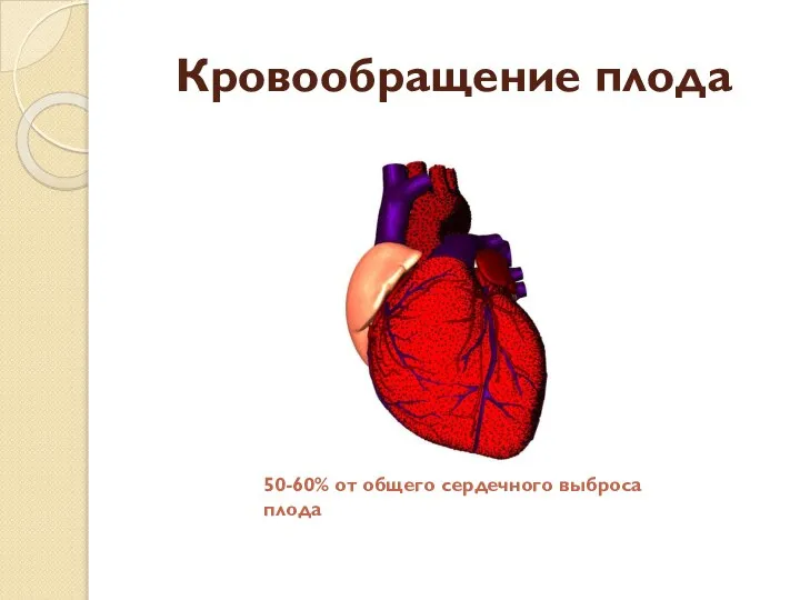 Кровообращение плода 50-60% от общего сердечного выброса плода