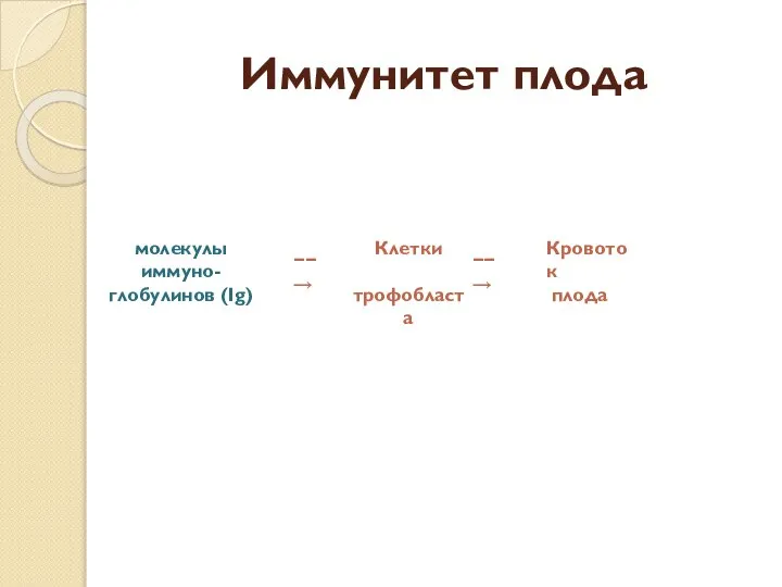 Иммунитет плода молекулы иммуно- глобулинов (Ig) −−→ Клетки трофобласта −−→ Кровоток плода