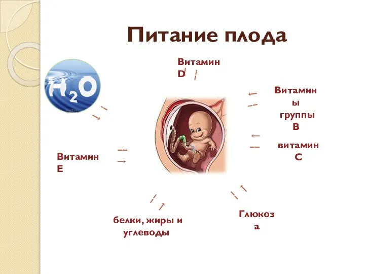 Питание плода −−→ −−→ −−→ −−→ −−→ −−→ −−→ белки, жиры и