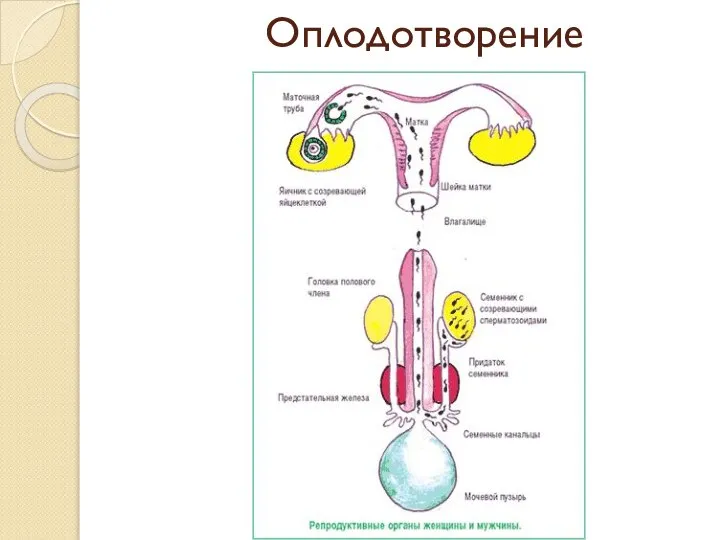 Оплодотворение