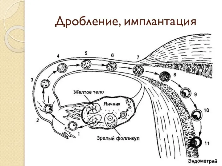 Дробление, имплантация