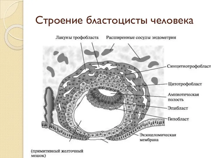 Строение бластоцисты человека