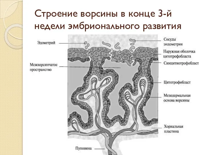 Строение ворсины в конце 3-й недели эмбрионального развития