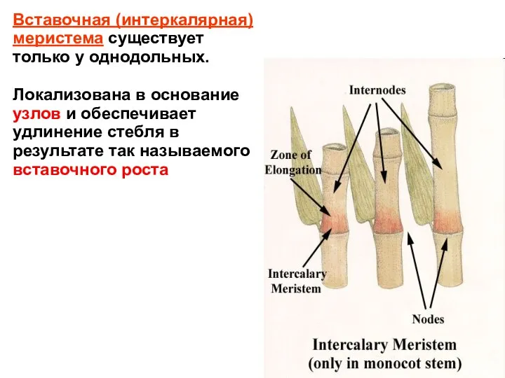 Вставочная (интеркалярная) меристема существует только у однодольных. Локализована в основание узлов и