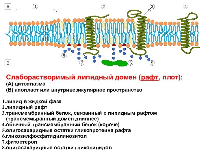Слаборастворимый липидный домен (рафт, плот): (А) цитоплазма (B) апопласт или внутривезикулярное пространство