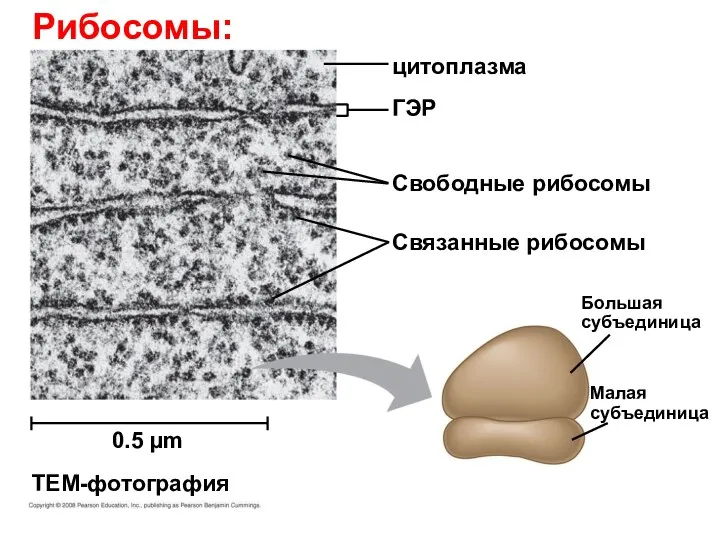 цитоплазма ГЭР Свободные рибосомы Связанные рибосомы Большая субъединица TEM-фотография 0.5 µm Рибосомы: Малая субъединица