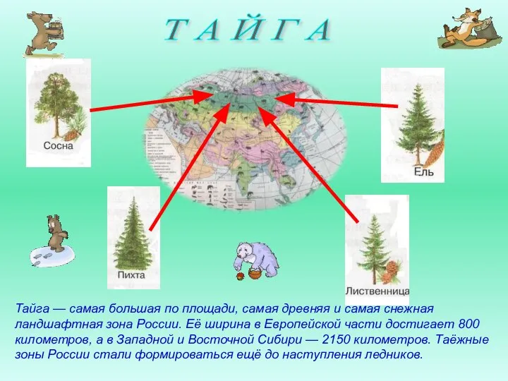 Т А Й Г А Тайга — самая большая по площади, самая