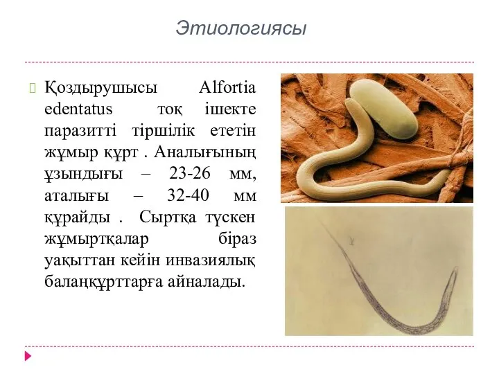 Этиологиясы Қоздырушысы Alfortia edentatus тоқ ішекте паразитті тіршілік ететін жұмыр құрт .