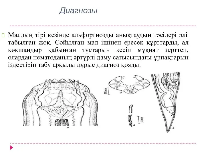 Диагнозы Малдың тірі кезінде альфортиозды анықтаудың тәсідері әлі табылған жоқ. Сойылған мал