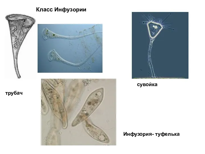 Класс Инфузории трубач сувойка Инфузория- туфелька