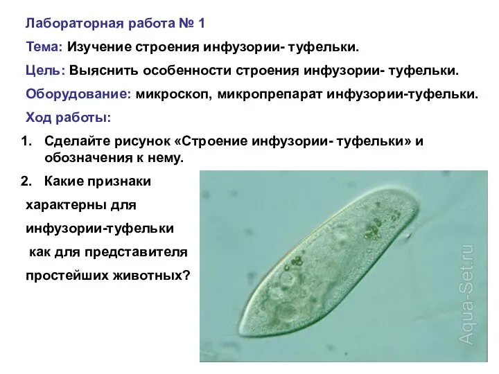 Лабораторная работа № 1 Тема: Изучение строения инфузории- туфельки. Цель: Выяснить особенности