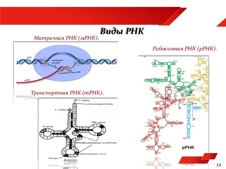 12 Виды РНК Матричная РНК (мРНК). Транспортная РНК (тРНК). Рибосомная РНК (рРНК).
