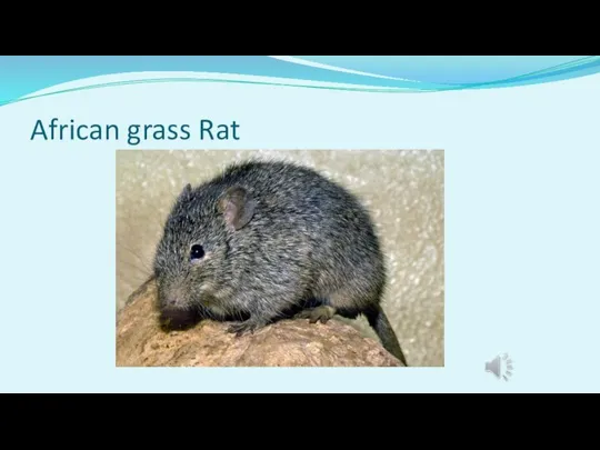 African grass Rat