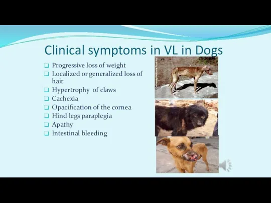 Clinical symptoms in VL in Dogs Progressive loss of weight Localized or
