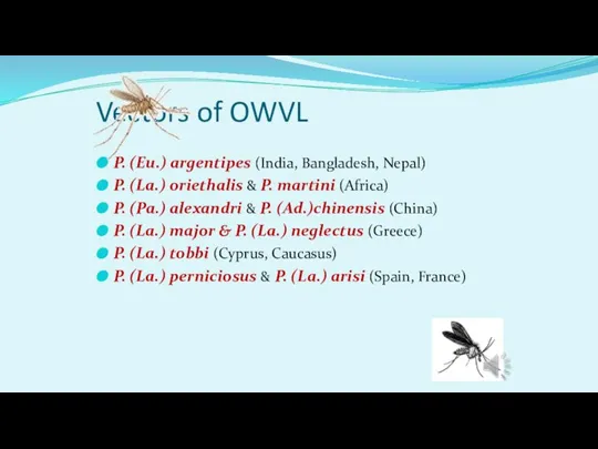 Vectors of OWVL P. (Eu.) argentipes (India, Bangladesh, Nepal) P. (La.) oriethalis
