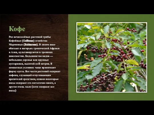 Кофе Род вечнозелёных растений трибы Кофейные (Coffeeae) семейства Мареновые (Rubiaceae). В диком