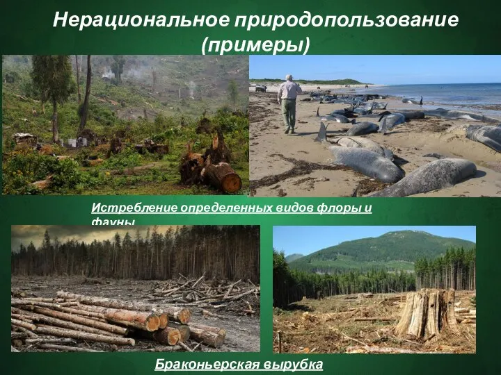 Нерациональное природопользование(примеры) Браконьерская вырубка лесов Истребление определенных видов флоры и фауны