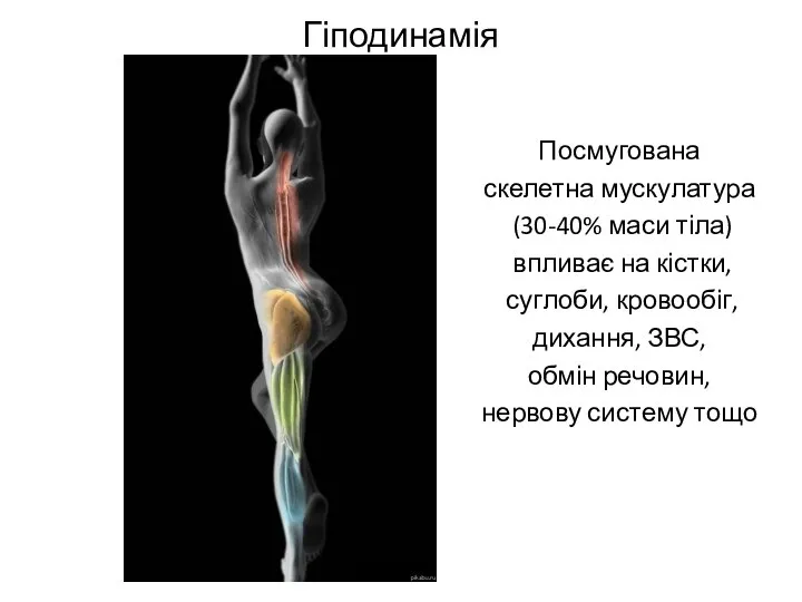Гіподинамія Посмугована скелетна мускулатура (30-40% маси тіла) впливає на кістки, суглоби, кровообіг,