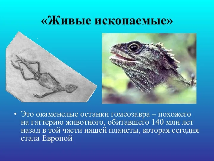 «Живые ископаемые» Это окаменелые останки гомеозавра – похожего на гаттерию животного, обитавшего