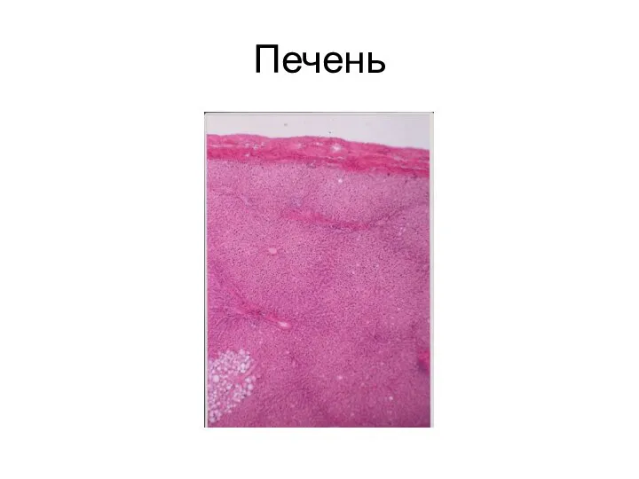 Печень