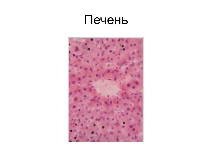 Печень