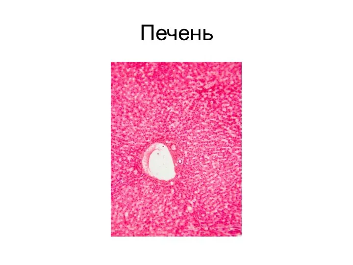 Печень