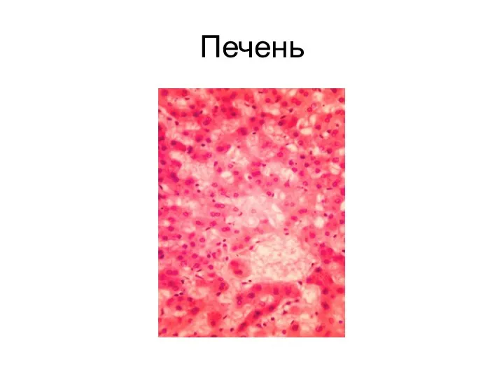 Печень