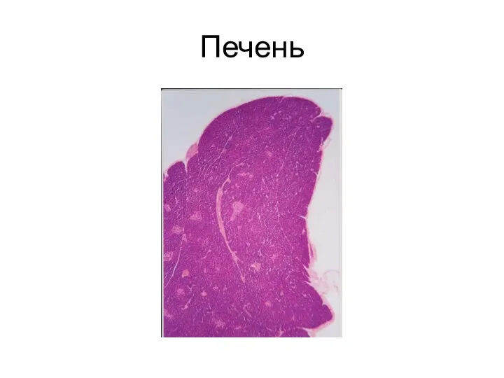 Печень