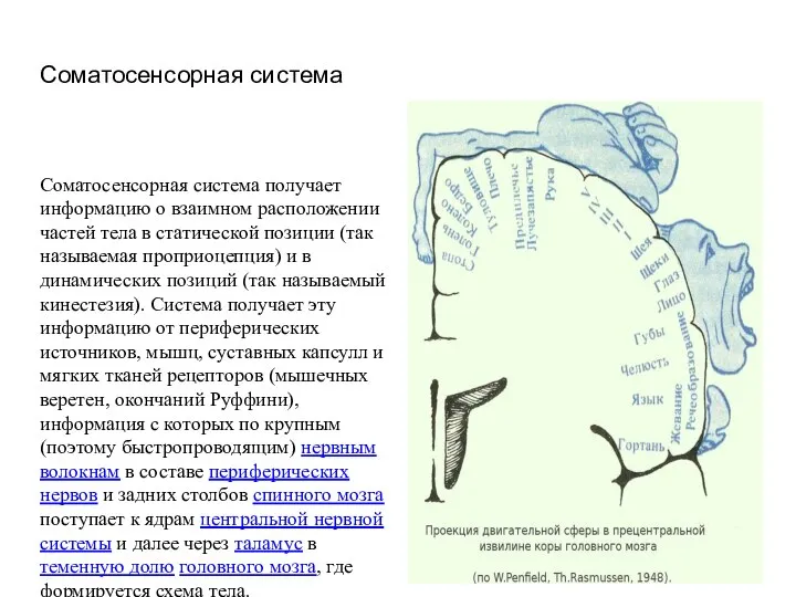 Соматосенсорная система Соматосенсорная система получает информацию о взаимном расположении частей тела в