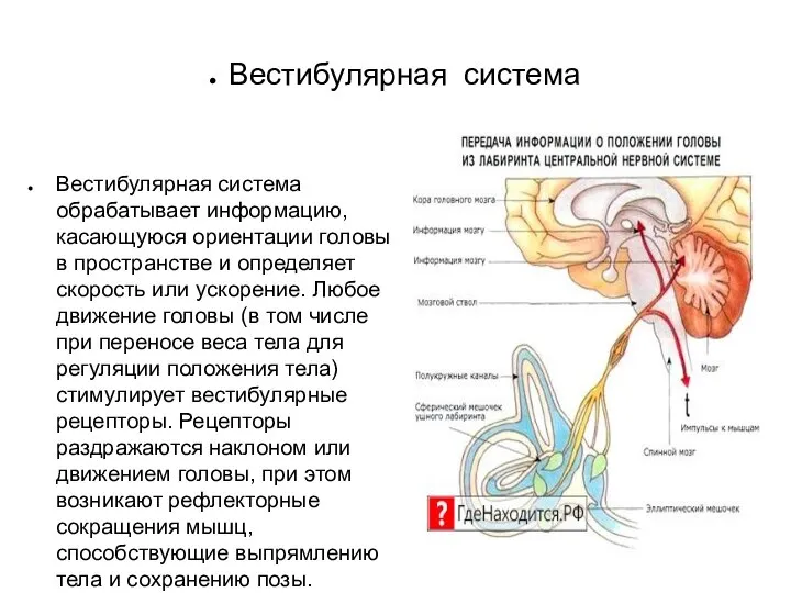 Вестибулярная система Вестибулярная система обрабатывает информацию, касающуюся ориентации головы в пространстве и