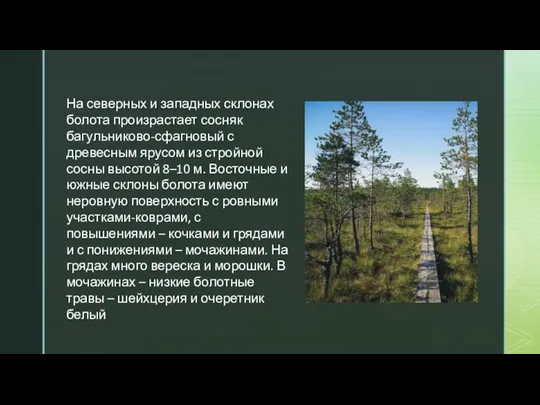 На северных и западных склонах болота произрастает сосняк багульниково-сфагновый с древесным ярусом