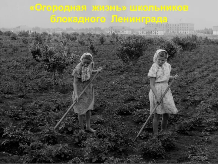«Огородная жизнь» школьников блокадного Ленинграда