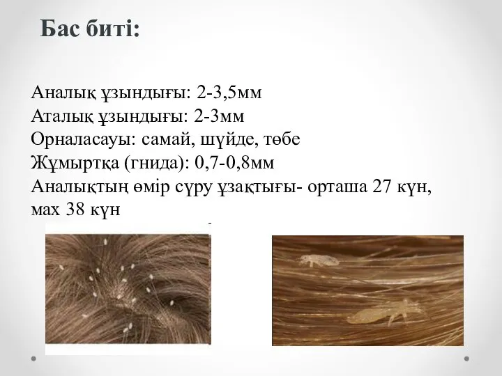 Бас биті: Аналық ұзындығы: 2-3,5мм Аталық ұзындығы: 2-3мм Орналасауы: самай, шүйде, төбе