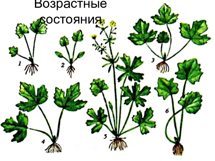 Возрастные состояния